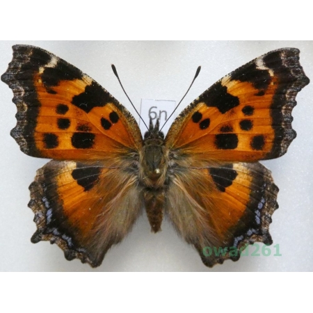 Nymphalis xanthomelas (Esper, 1781) male ex ovo Poland6n